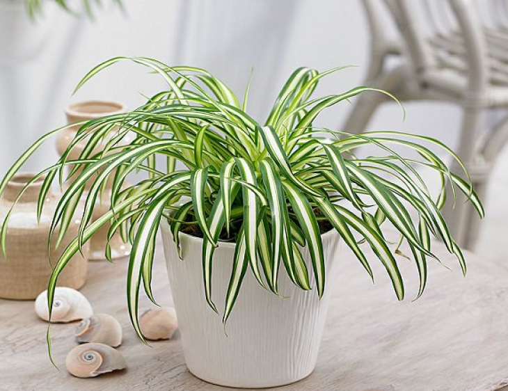 Làm đẹp cửa số bằng những loại cây treo Cay Co Lan Chi trang tri goc cua so ban cong dep1 - Làm đẹp cửa số bằng những loại cây treo