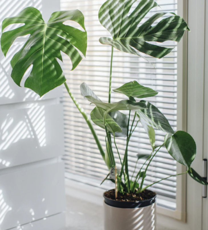 Cây cảnh giả trang trí