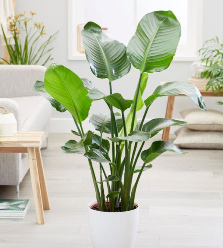 Cây cảnh giả trang trí