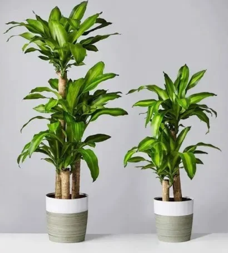 Cây cảnh giả trang trí