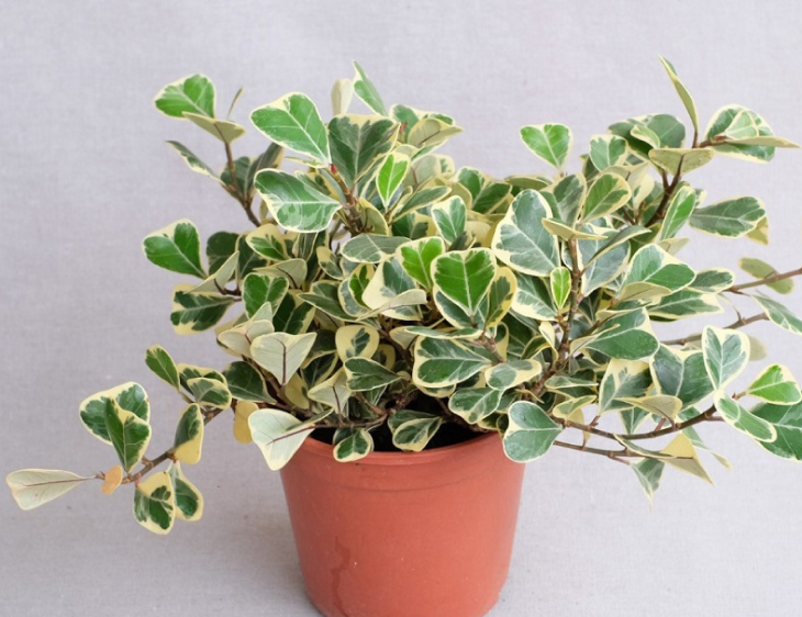 Mẹo tự trồng cây cẩm thạch trong nhà, sân vườn dễ dàng nhất Meo tu trong cay cam thach trong nha san vuon de dang nhat - Mẹo tự trồng cây cẩm thạch trong nhà, sân vườn dễ dàng nhất