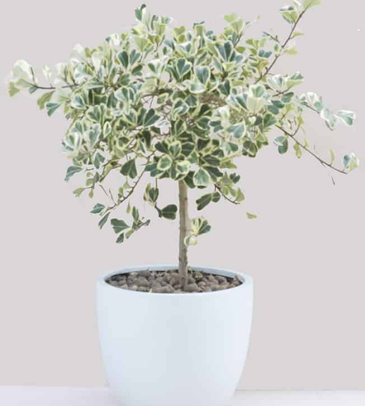 Cây cảnh giả trang trí