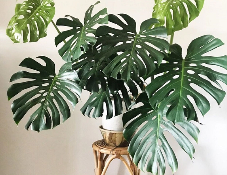 Cay Monstera trau ba la xe luon duoc lua chon va yeu thich nhat4 - Cây Monstera trầu bà lá xẻ luôn được lựa chọn và yêu thích nhất