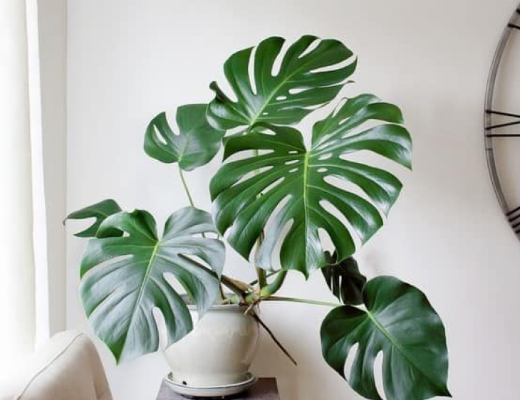 Cay Monstera trau ba la xe luon duoc lua chon va yeu thich nhat6 - Cây Monstera trầu bà lá xẻ luôn được lựa chọn và yêu thích nhất