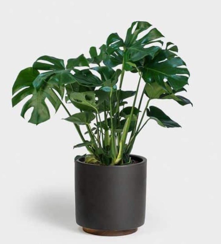 Cay Monstera trau ba la xe luon duoc lua chon va yeu thich nhat5 - Cây Monstera trầu bà lá xẻ luôn được lựa chọn và yêu thích nhất