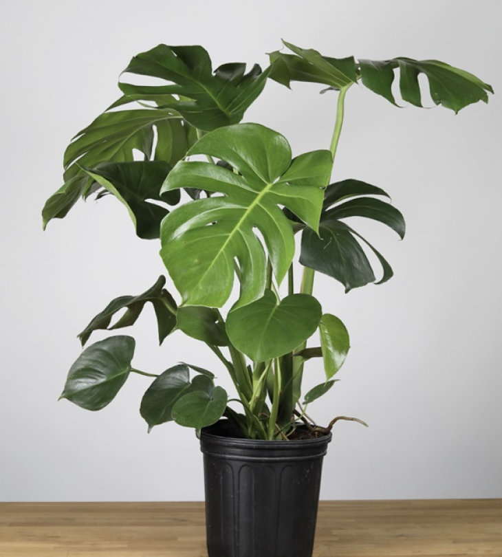 Cay Monstera trau ba la xe luon duoc lua chon va yeu thich nhat3 - Cây Monstera trầu bà lá xẻ luôn được lựa chọn và yêu thích nhất