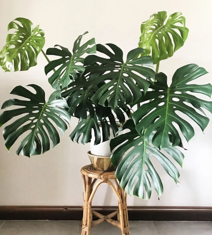 Cay Monstera trau ba la xe luon duoc lua chon va yeu thich nhat2 - Cây Monstera trầu bà lá xẻ luôn được lựa chọn và yêu thích nhất