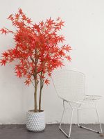 Cây Phong Lá Đỏ Giả – 150 cm