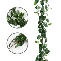 Cây trầu bà sữa giả leo tường