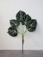 Cây anthurium clarinervium giả