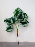 Cây Philodendron Mamei giả