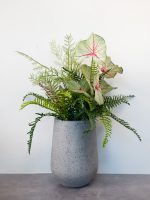 Chậu cây hồng môn phối dương xỉ