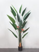 Cây thiên điểu giả