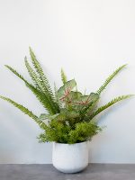 Chậu cây mix Chậu cây mix