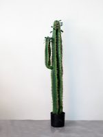 Cây xương rồng giả