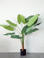 Cây Dọc Mùng Giả