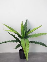 Cây Ráng Ổ Phụng Giả