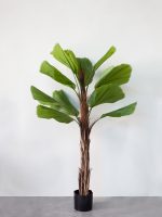 Cây Kè Nhật Giả