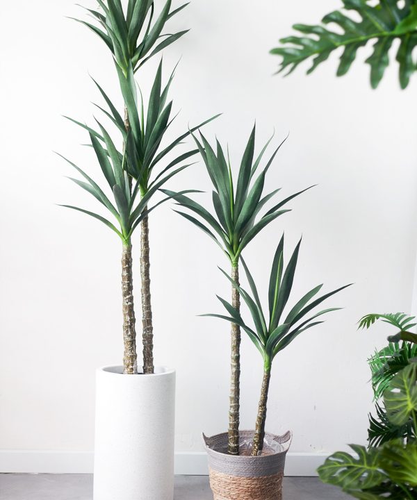 Cây dứa dại giả