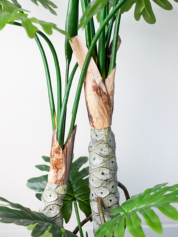 CC462 2 - Cây trầu bà thanh xuân giả