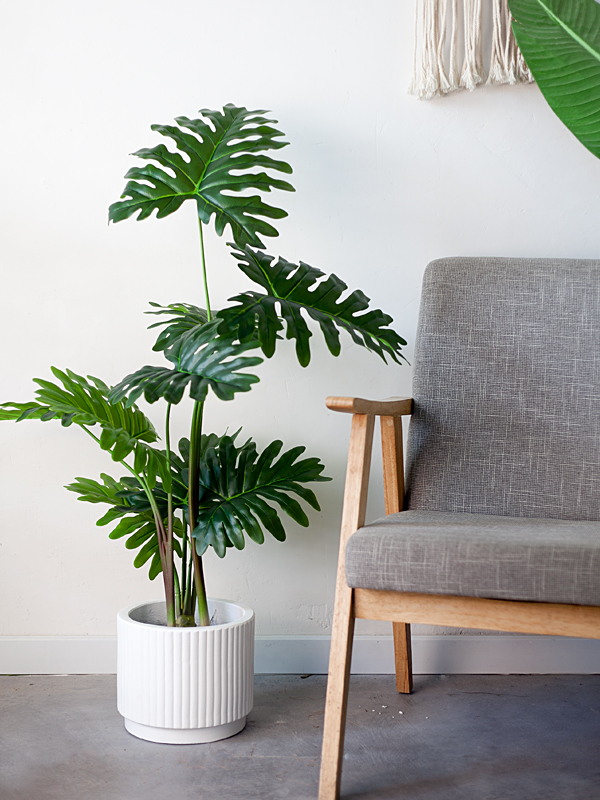 Cây trầu bà thanh xuân giả