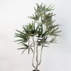 Cây Khổng Tước Giả