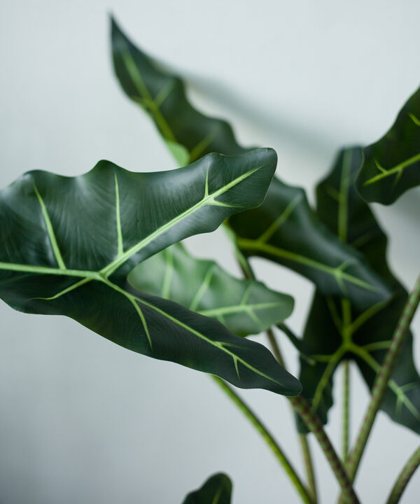 Cây môn ngựa Alocasia Sarian giả