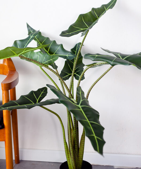 Cây môn ngựa Alocasia Sarian giả