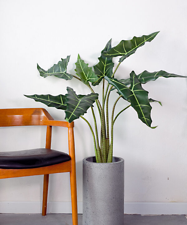Cây môn ngựa Alocasia Sarian giả