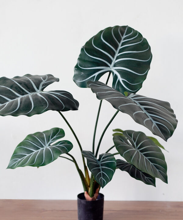 Cây Philodendron Gloriosum giả