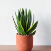 Chậu cây dứa giả để bàn