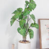 Chậu cây monstera mint giả để bàn