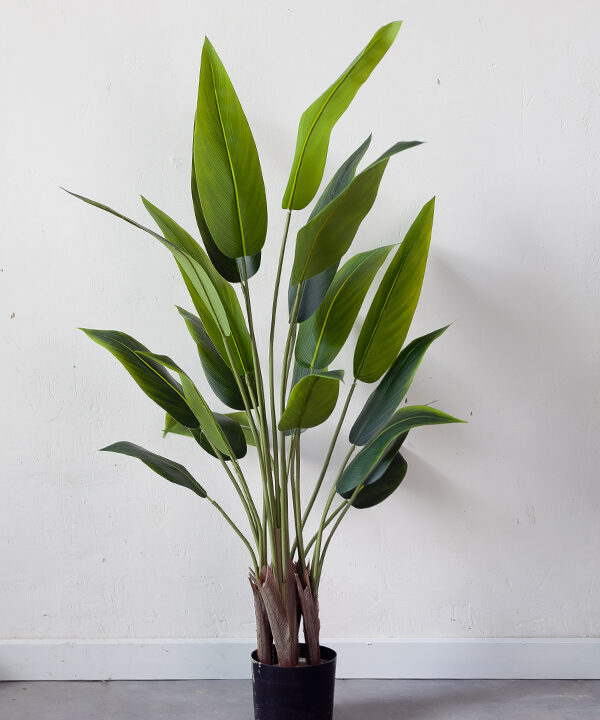 Cây chuối cảnh lá nhọn giả trang trí