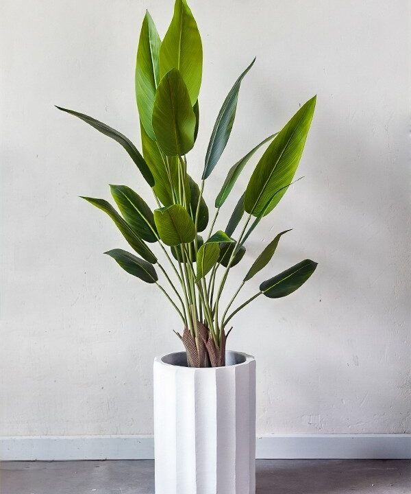 Cây chuối cảnh lá nhọn giả trang trí