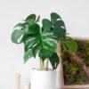 Chậu cây monstera mini giả để bàn