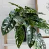 Chậu cây Monstera Adansonii (trầu bà lá lỗ) giả