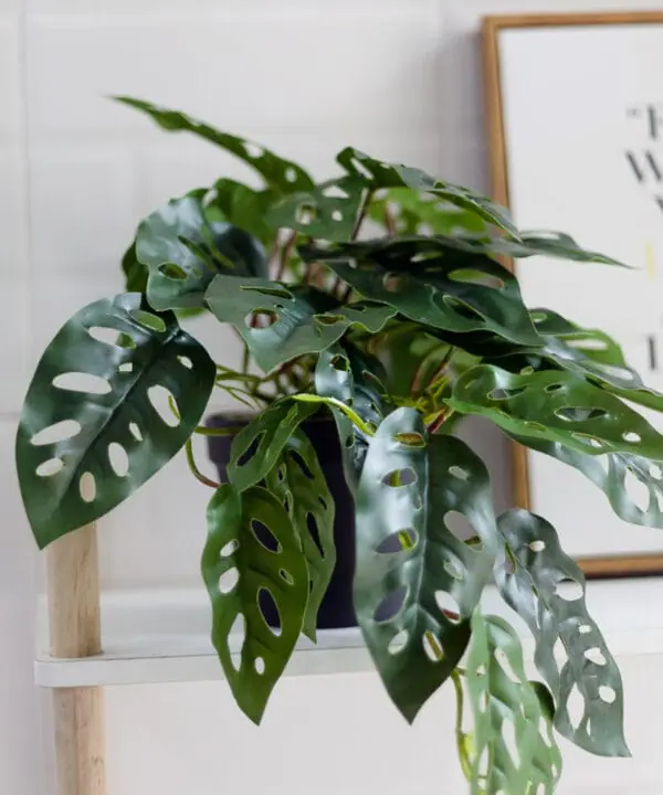 Chậu cây Monstera Adansonii (trầu bà lá lỗ) giả