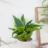 Chậu cây đuôi công cẩm thạch giả