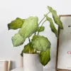 Cây môn đốm giả để bàn