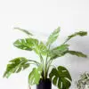 Chậu cây monstera giả