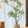 cây thiên trúc giả