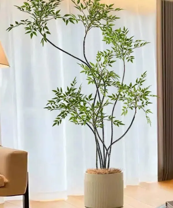 Cây thiên trúc giả