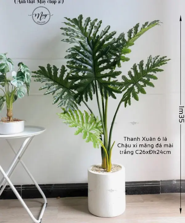 Cây trầu bà thanh xuân giả trang trí phòng khách