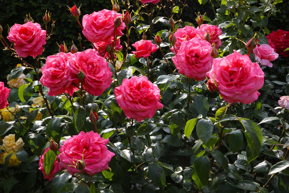 sunshine falls on bed of roses rosa showtime 180948649 5b16e78aff1b780036a9de60 - Những loại cây mang lại hạnh phúc và niềm vui cho gia đình