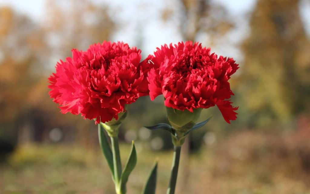 cam chuong do 0 1024x640 - Cây hoa cẩm chướng đẹp đẽ, tinh khôi cùng nhiều màu sắc sặc sỡ