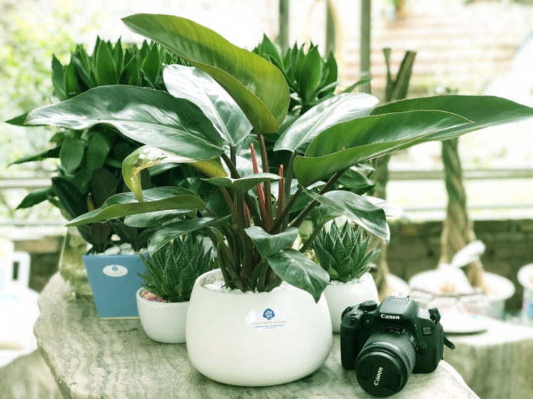 Ý nghĩa trong phong thủy của một số cây hợp mệnh mộc cay dai phu gia menh moc - Ý nghĩa trong phong thủy của một số cây hợp mệnh mộc