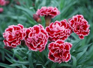cây hoa cẩm chướng