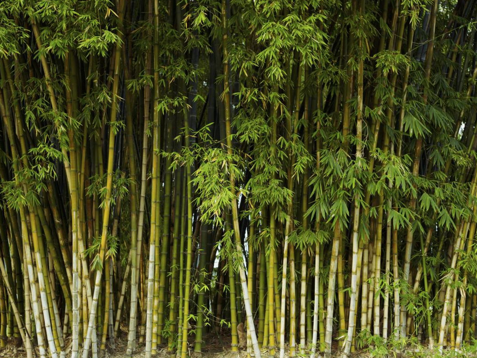 Бамбуковые джунгли