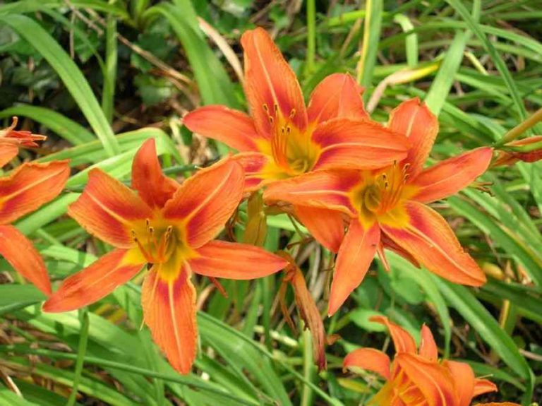 Cay hoa hien 768x575 - 14 loại cây hoa cần thiết cho sân vườn bạn nên trồng