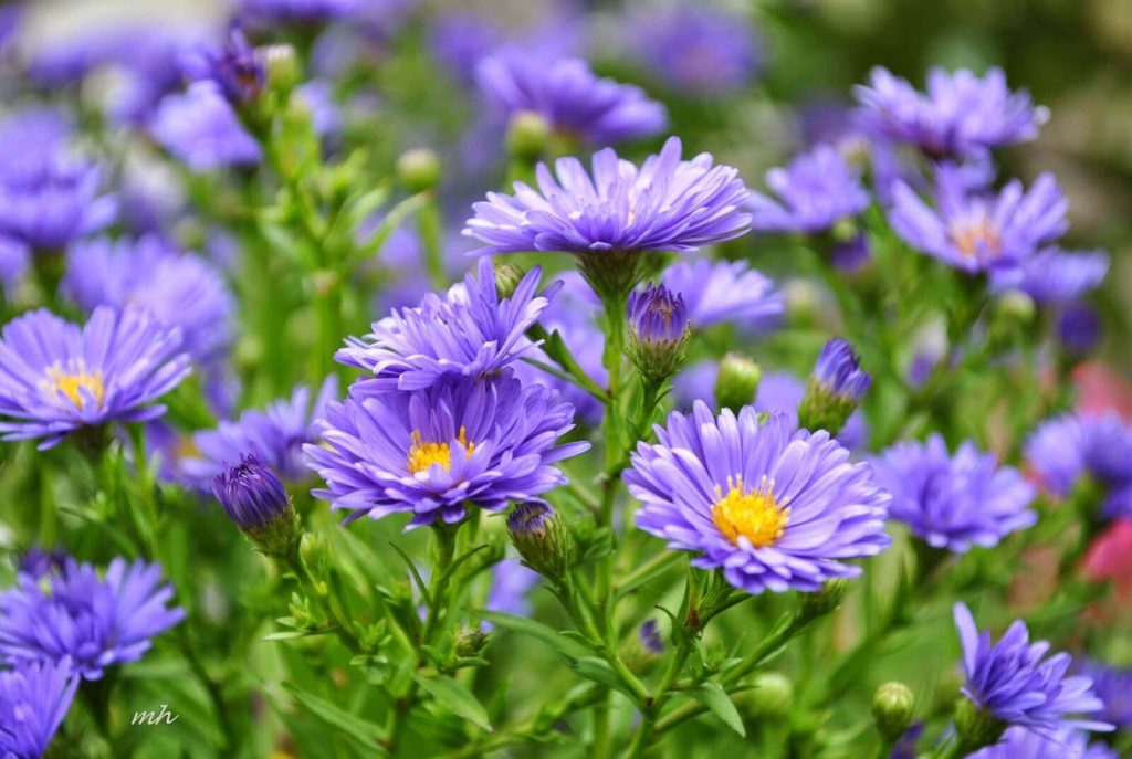 Hạt giống hoa thạch thảo 1 1024x687 - 14 loại cây hoa cần thiết cho sân vườn bạn nên trồng